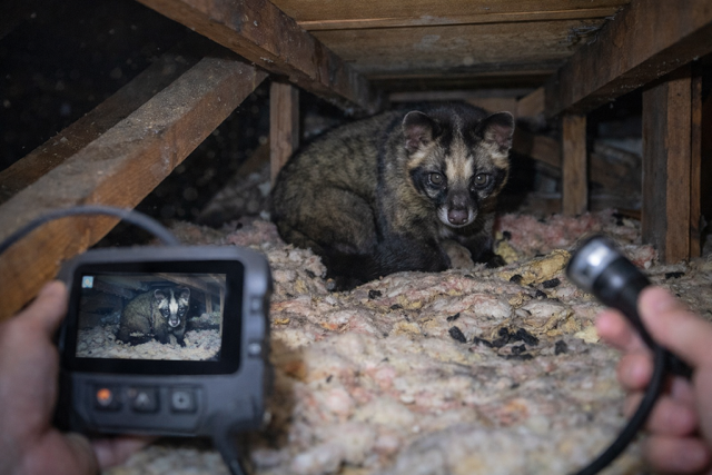調査の結果、天井裏でハクビシンの生息を確認