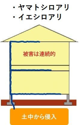 ヤマト・イエシロアリ被害イメージ